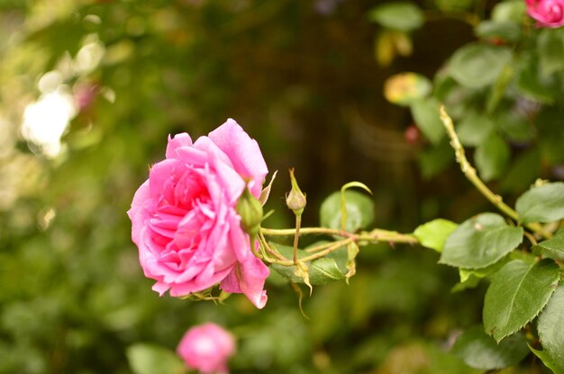 Foto close-up de uma rosa rosa