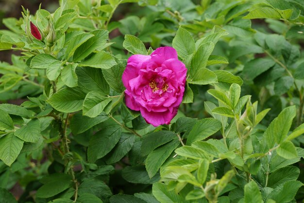 Foto close-up de uma rosa rosa