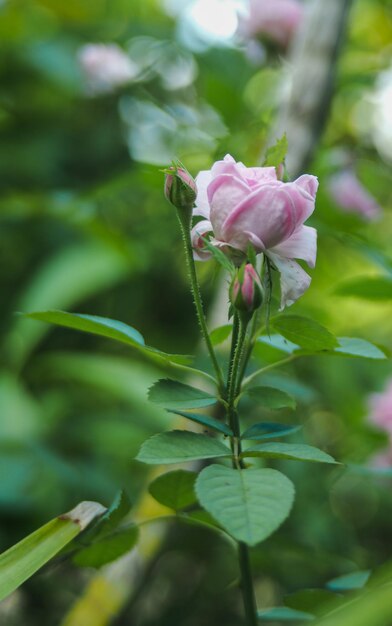 Foto close-up de uma rosa rosa