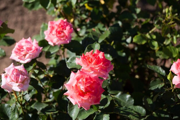 Close-up de uma rosa rosa