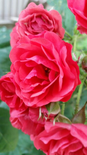 Close-up de uma rosa rosa