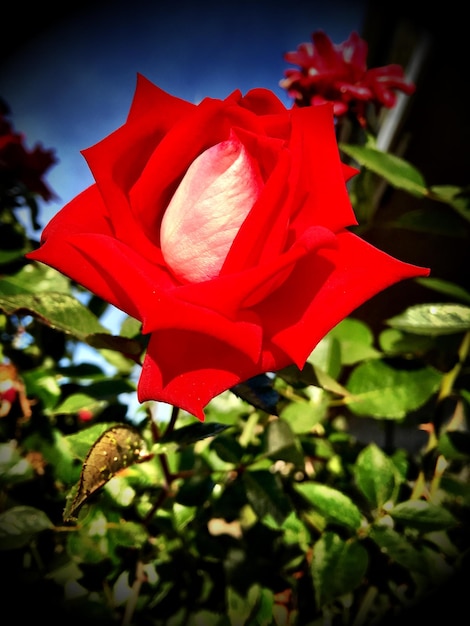 Foto close-up de uma rosa vermelha