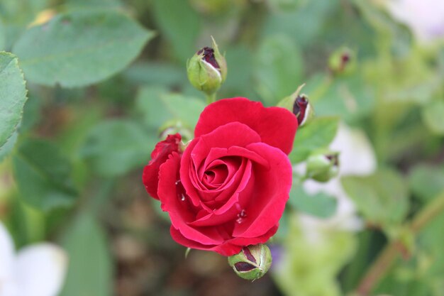 Foto close-up de uma rosa vermelha