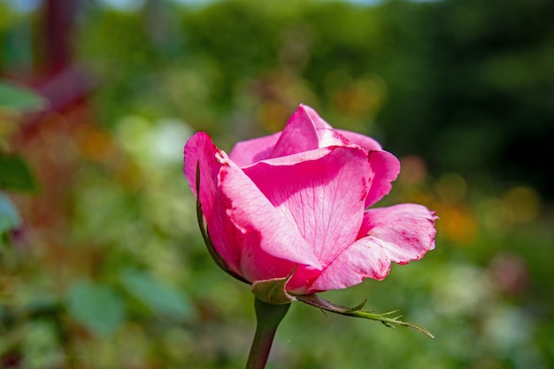 Foto close-up de uma rosa vermelha