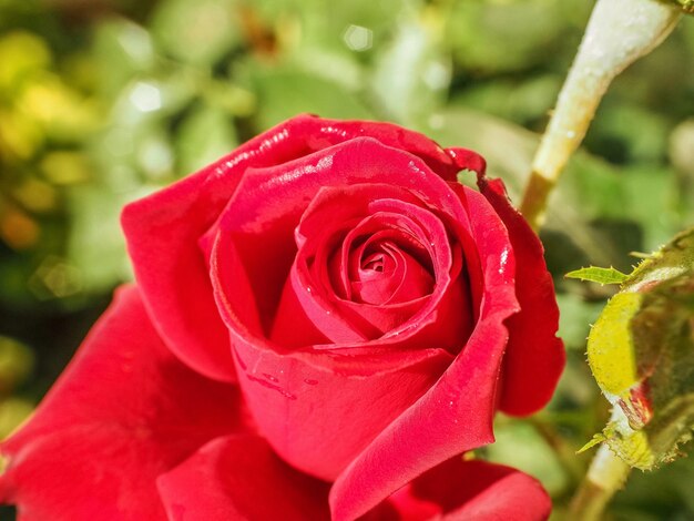 Close-up de uma rosa vermelha