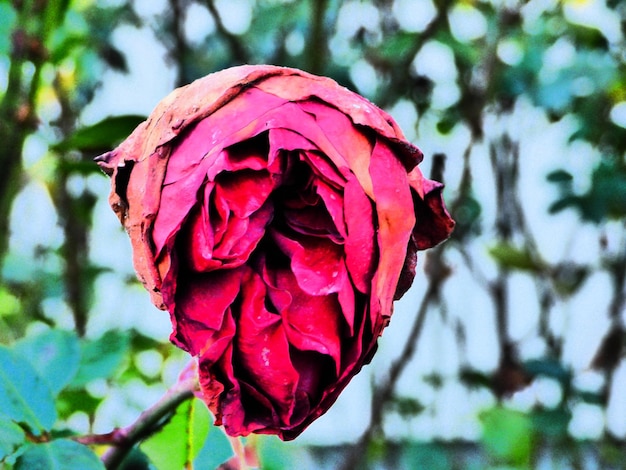 Foto close-up de uma rosa vermelha