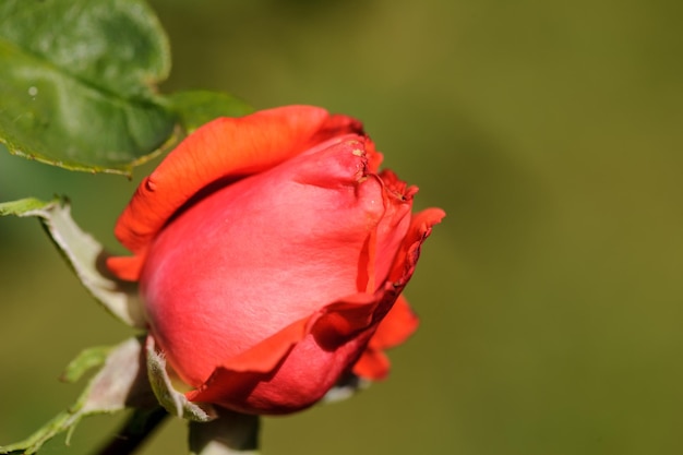 Foto close-up de uma rosa vermelha