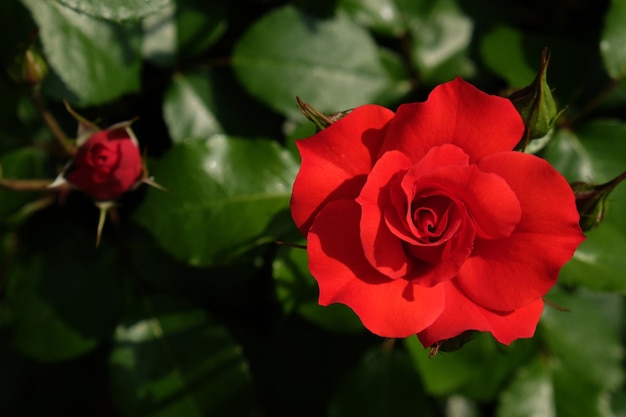 Foto close-up de uma rosa vermelha