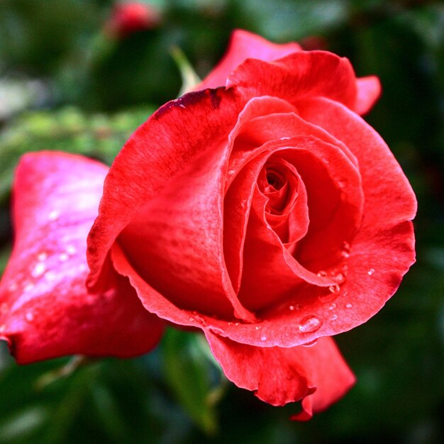 Foto close-up de uma rosa vermelha