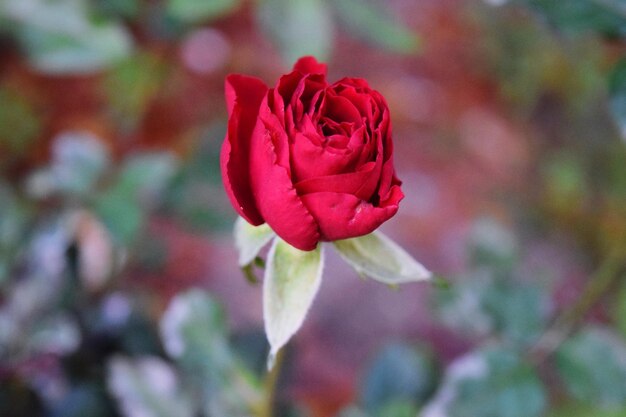 Foto close-up de uma rosa vermelha