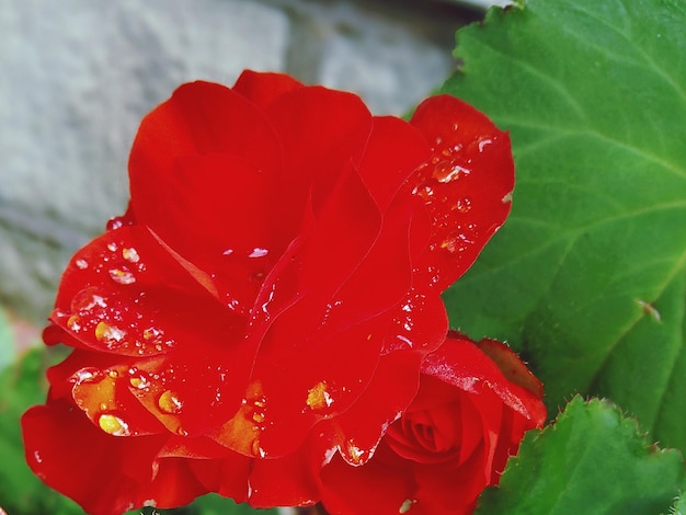 Close-up de uma rosa vermelha