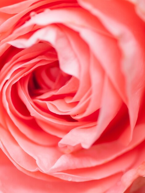 Foto close-up de uma rosa vermelha