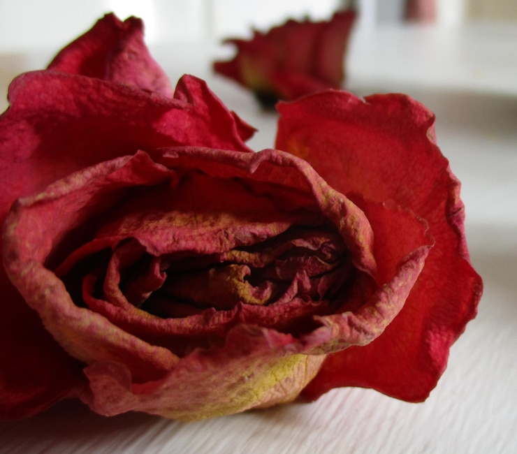Foto close-up de uma rosa vermelha