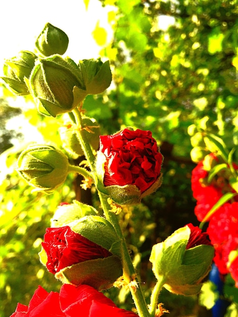 Foto close-up de uma rosa vermelha