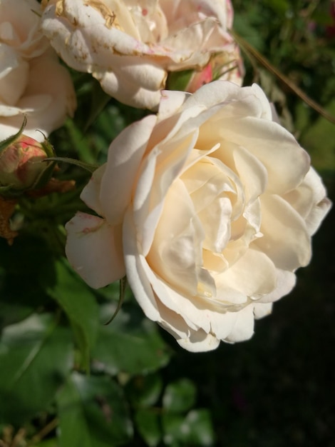 Foto close-up de uma rosa