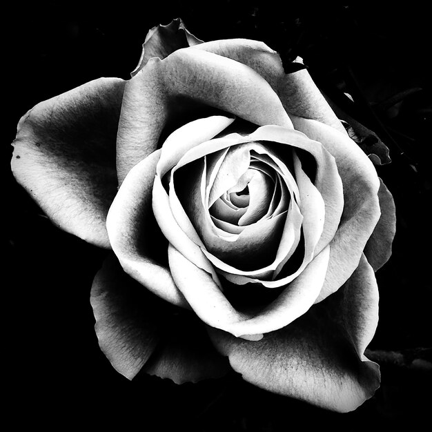 Foto close-up de uma rosa