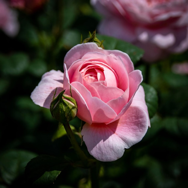 Close-up de uma rosa