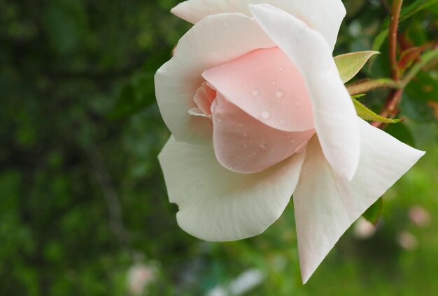 Foto close-up de uma rosa