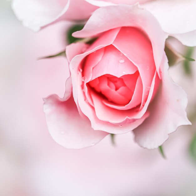 Foto close-up de uma rosa