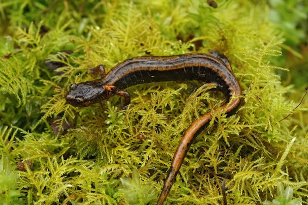 Foto close-up de uma salamandra ocidental de costas vermelhas, plethodon vehiculum sentado em musgo verde