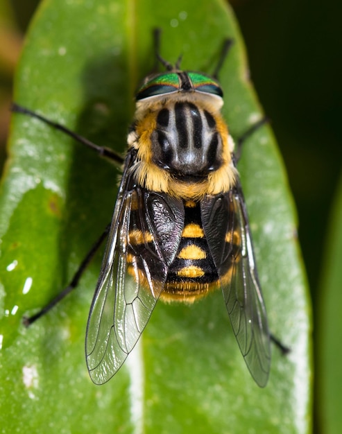 Close-up de uma Scaptia beyonceae empoleirada em uma folha