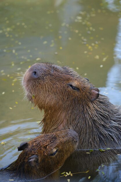 Foto close-up de uma tartaruga em um lago