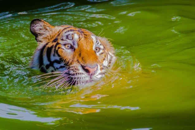 Foto close-up de uma tartaruga nadando em um lago