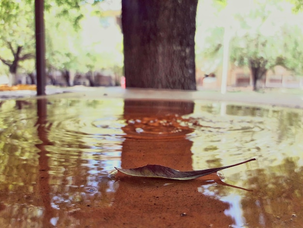 Foto close-up de uma tartaruga nadando em um lago