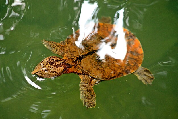 Foto close-up de uma tartaruga nadando na água