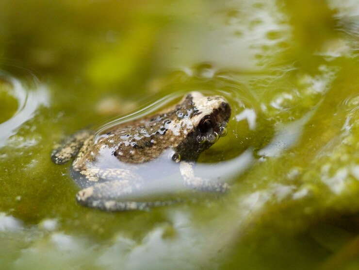 Foto close-up de uma tartaruga nadando na água