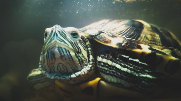Foto close-up de uma tartaruga nadando na água
