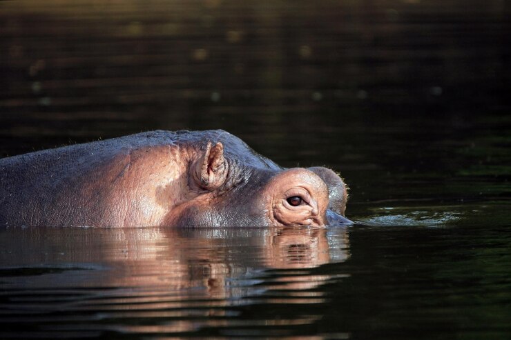Foto close-up de uma tartaruga nadando no lago