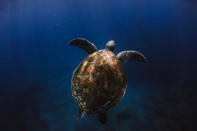 Foto close-up de uma tartaruga nadando no mar