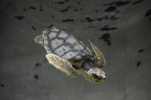Foto close-up de uma tartaruga nadando no mar
