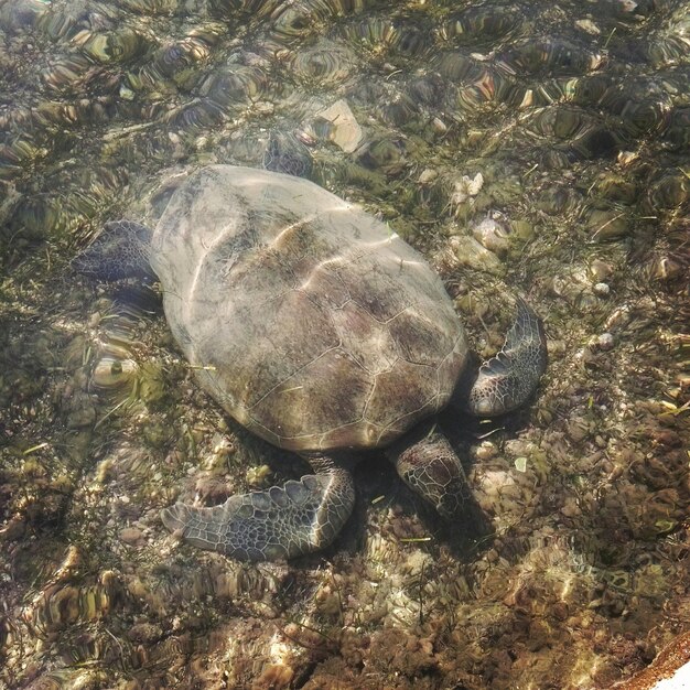 Foto close-up de uma tartaruga