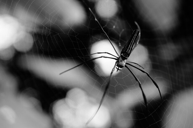 Foto close-up de uma teia de aranha ao ar livre