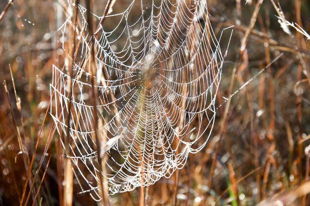 Foto close up de uma teia de aranha coberta de gotas de orvalho