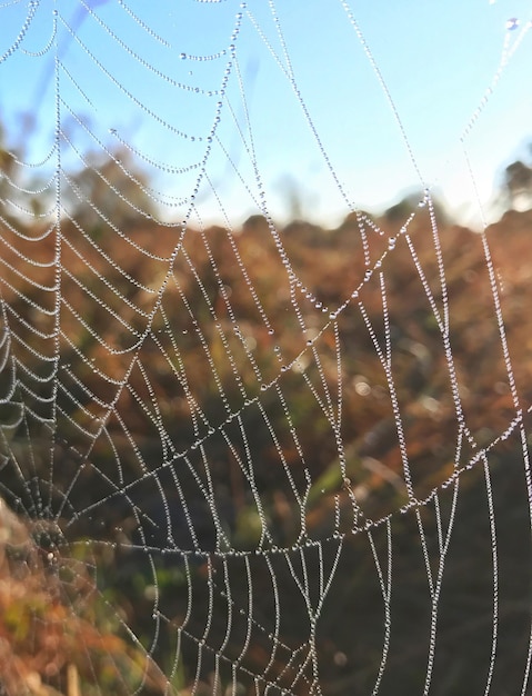 Foto close-up de uma teia de aranha contra um fundo desfocado