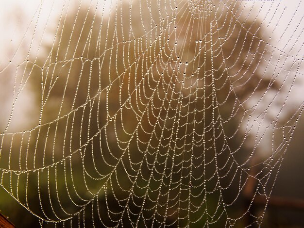 Close-up de uma teia de aranha contra um fundo desfocado