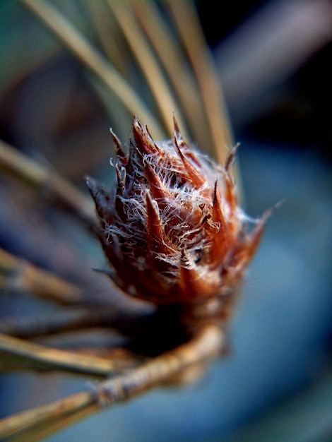 Foto close-up de uma teia de aranha em bud