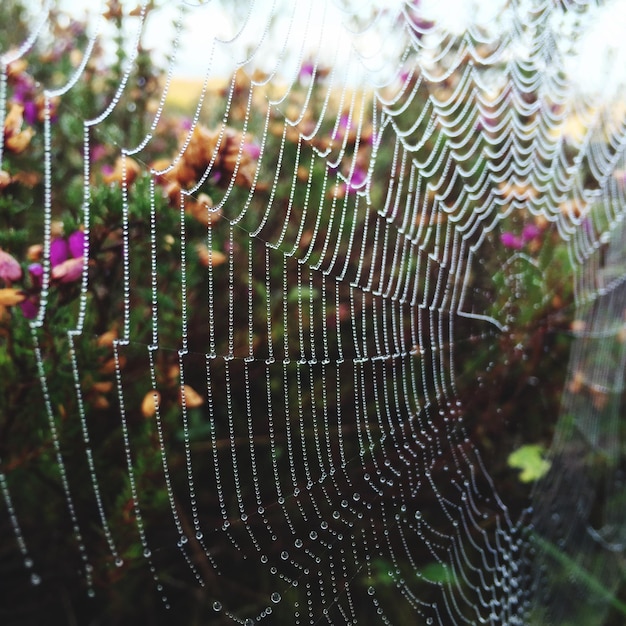 Foto close-up de uma teia de aranha molhada