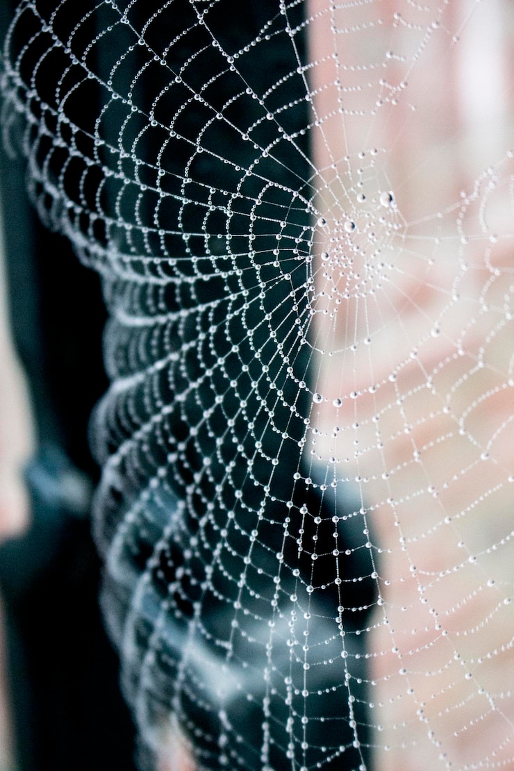 Foto close-up de uma teia de aranha molhada