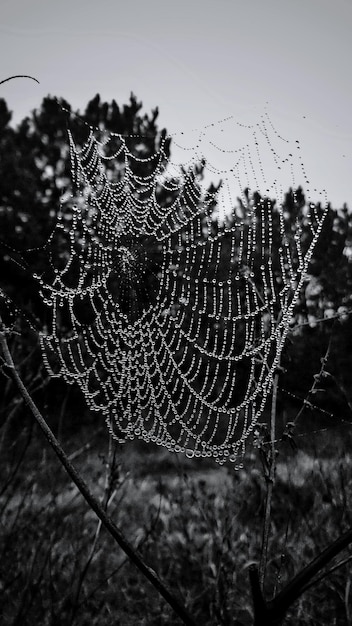 Foto close-up de uma teia de aranha molhada