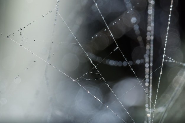 Foto close-up de uma teia de aranha molhada