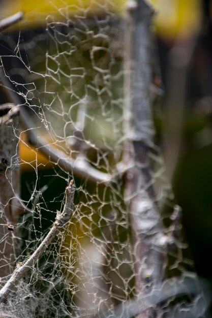 Foto close-up de uma teia de aranha no jardim