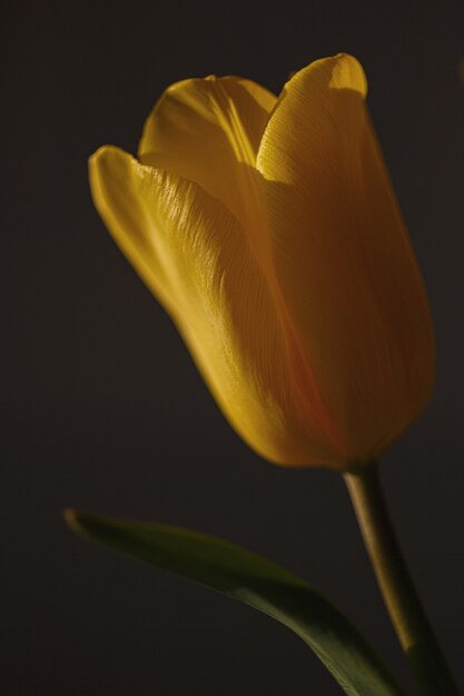 Close-up de uma tulipa amarela iluminada por luz natural. Fundo escuro.