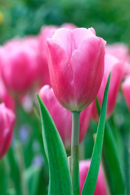 Foto close-up de uma tulipa rosa