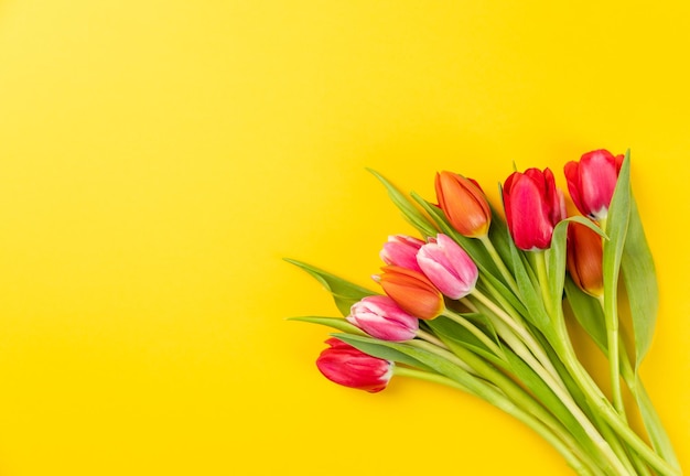 Close-up de uma tulipa rosa