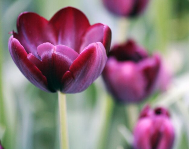 Foto close-up de uma tulipa rosa