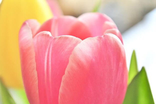 Close-up de uma tulipa rosa